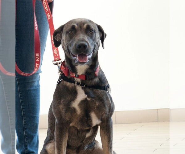 Medium Photo #2 Bulldog-German Shepherd Dog Mix Puppy For Sale in San Jose, CA, USA