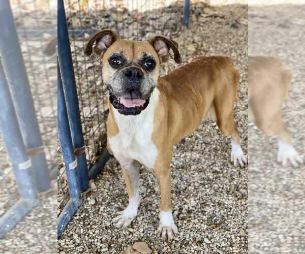 Medium Photo #2 Boxer Puppy For Sale in Austin, TX, USA
