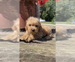 Cavapoo-Poodle (Toy) Mix Dog for Adoption in SHIPSHEWANA, Indiana USA