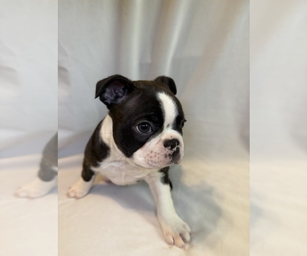Medium Photo #3 Boston Terrier Puppy For Sale in MORENO VALLEY, CA, USA