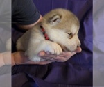 Small #2 Alaskan Malamute