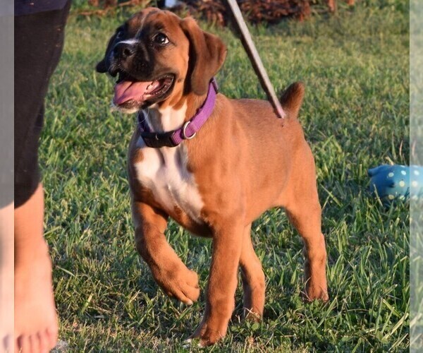 Medium Photo #9 Boxer Puppy For Sale in HUMBOLDT, NE, USA