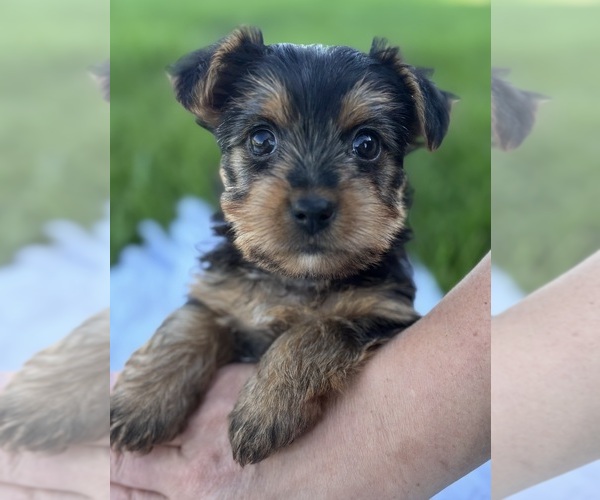 Medium Photo #7 Yorkshire Terrier Puppy For Sale in ROCK STREAM, NY, USA