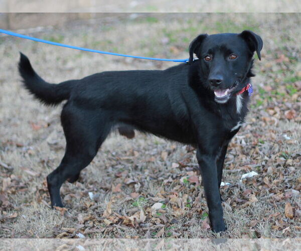 Medium Photo #6 Borador Puppy For Sale in Cookeville, TN, USA
