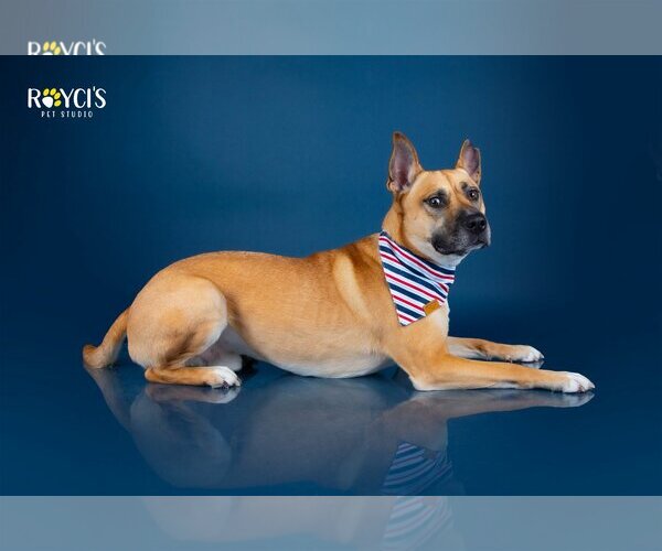 Medium Photo #6 German Shepherd Dog-Unknown Mix Puppy For Sale in Sandy, UT, USA