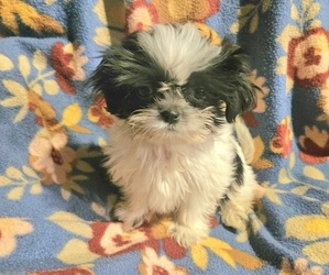 Shorkie Tzu Puppy for sale in WALSH, IL, USA