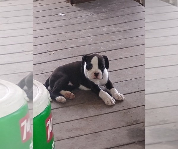 Medium Photo #4 Boxer Puppy For Sale in WILDWOOD, FL, USA