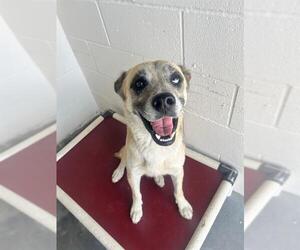 German Shepherd Dog-Unknown Mix Dogs for adoption in Rosenberg, TX, USA