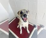 Small German Shepherd Dog Mix