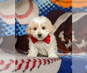 Poochon Puppy for sale in LINCOLN UNIV, PA, USA