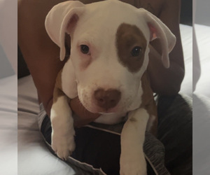 American Staffordshire Terrier Puppy for sale in PROVIDENCE, RI, USA