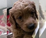 Small #7 Goldendoodle