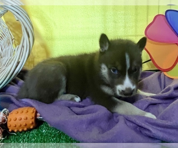 Medium Photo #23 Siberian Husky Puppy For Sale in DEARBORN, MO, USA