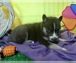 Small Photo #23 Siberian Husky Puppy For Sale in DEARBORN, MO, USA