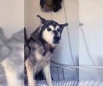 Small #2 Siberian Husky Mix