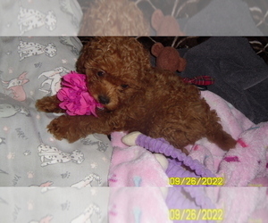 Medium Poodle (Miniature)