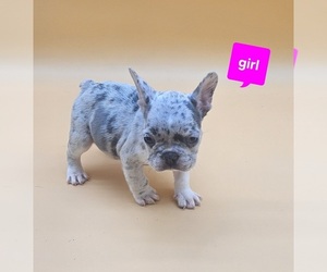 French Bulldog Puppy for sale in DELANO, CA, USA