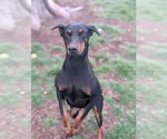 Small #4 Doberman Pinscher
