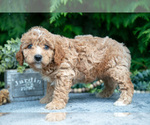 Puppy Smokey Cavapoo