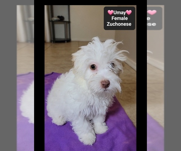 Medium Photo #3 Havanese-Zuchon Mix Puppy For Sale in TUCSON, AZ, USA