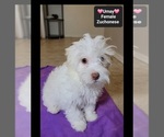 Small #2 Havanese-Zuchon Mix