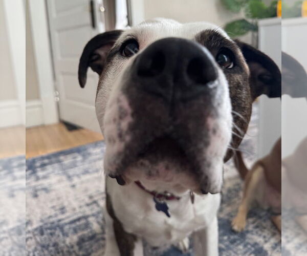 Medium Photo #3 American Pit Bull Terrier Puppy For Sale in Fargo, ND, USA