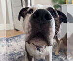 Small #2 American Pit Bull Terrier