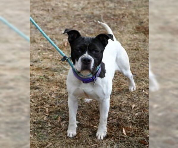 Medium Photo #5 Mutt Puppy For Sale in Glen Allen, VA, USA