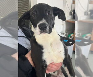 Labrador Retriever-Unknown Mix Dogs for adoption in Sterling, MA, USA