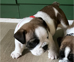 Small Photo #2 English Bulldog Puppy For Sale in ANDERSON, SC, USA