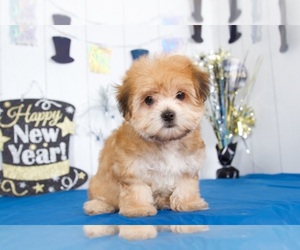 Yorkshire Terrier Puppy for sale in MOUNT VERNON, OH, USA