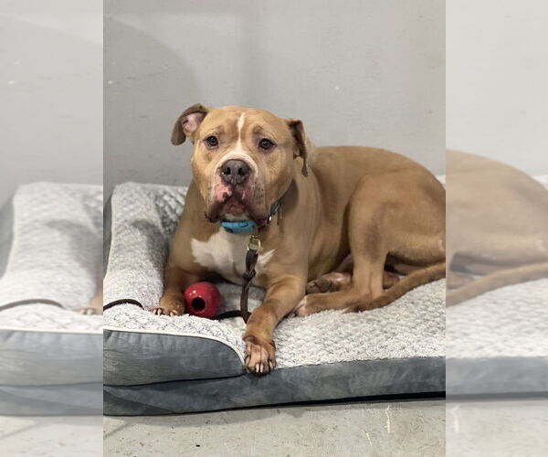 Medium Photo #5 American Staffordshire Terrier Puppy For Sale in Dana Point, CA, USA