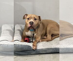 Franklin - Male American Staffordshire Terrier Dog for Adoption - Photo #5