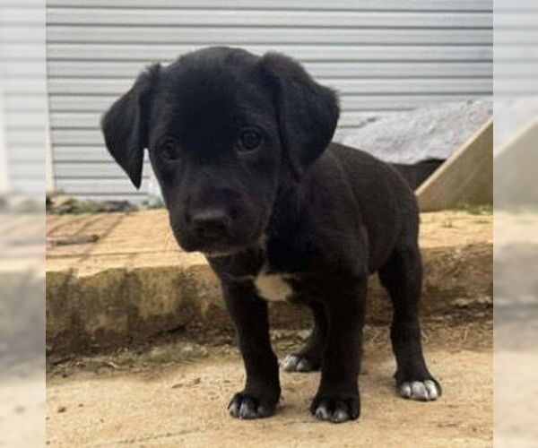 Medium Photo #1 Mutt Puppy For Sale in Holly Springs, NC, USA