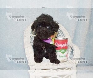 Poodle (Toy) Puppy for Sale in SANGER, Texas USA