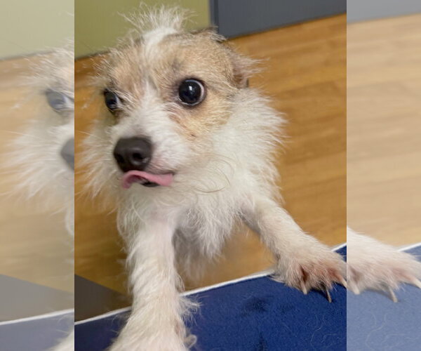 Medium Photo #2 Jack Chi Puppy For Sale in Mount Airy, NC, USA