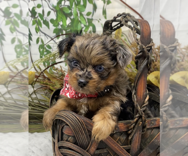 Medium Photo #2 Shorkie Tzu Puppy For Sale in SELLERSBURG, IN, USA
