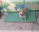 Small Chihuahua