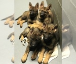Small Photo #2 German Shepherd Dog Puppy For Sale in VACAVILLE, CA, USA