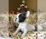 Small Photo #54 French Bulldog Puppy For Sale in AVON PARK, FL, USA