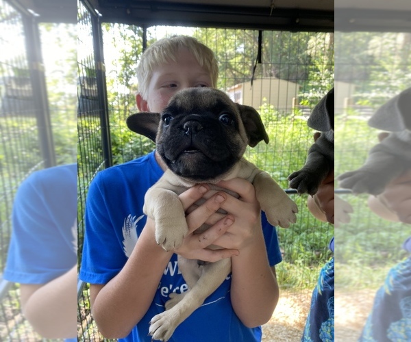Medium Photo #5 French Bulldog Puppy For Sale in SIOUX FALLS, SD, USA