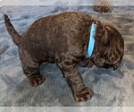 Small Photo #8 Labradoodle Puppy For Sale in JOPLIN, MO, USA