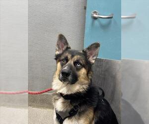 German Shepherd Dog-Unknown Mix Dogs for adoption in Las Vegas, NV, USA