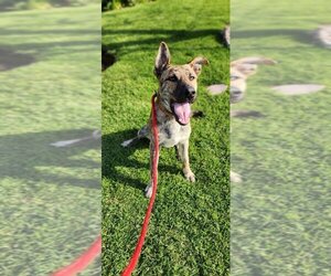 Dutch Shepherd -Unknown Mix Dogs for adoption in Newport Beach, CA, USA