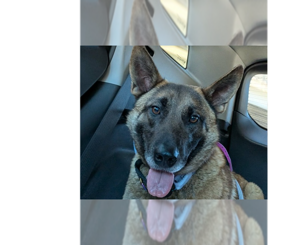 Medium Photo #1 German Shepherd Dog-Unknown Mix Puppy For Sale in Imlay City, MI, USA