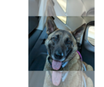Small German Shepherd Dog Mix