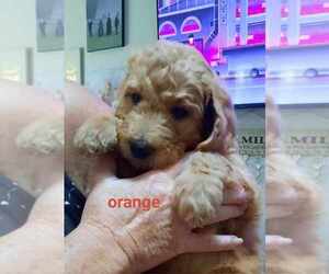 Goldendoodle Puppy for sale in GLEN SAINT MARY, FL, USA