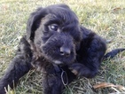 Small Photo #1 Labradoodle Puppy For Sale in CRESTON, MT, USA