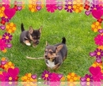 Small Photo #59 Pembroke Welsh Corgi-Scottish Terrier Mix Puppy For Sale in GREELEY, CO, USA