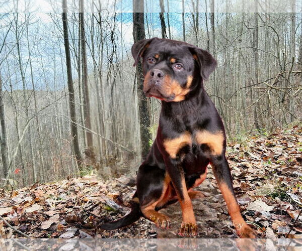 Medium Photo #8 Rottweiler Puppy For Sale in White Hall, AR, USA